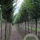 Carpinus bet. 'Fastigiata' 12-14 HO draadkluit