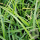 Carex morrowii 'Irish Green' GM P9