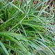 Carex morrowii 'Irish Green' GM P9