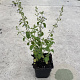 Calamintha nepeta GM P9