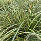 Carex oshim. 'Evergold' GM P9 BIO