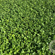 Cardamine pratensis GM P9