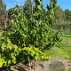 Cercis canadensis 300-350 cm draadkluit meerstammig