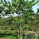 Cercis canadensis 350-400 cm draadkluit meerstammig