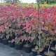 Cercis can. 'Forest Pansy' 100-125 cm 10L