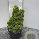 Chamaecyparis o. 'Nana Gracilis' 15-20 cm 2,0L