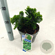 Chamaecyparis o. 'Nana Gracilis' 20-25 cm 3,0L
