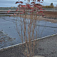 Cornus kousa chinensis 125-150 cm met kluit