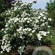 Cornus k. 'Teutonia' 200-250 cm draadkluit struik