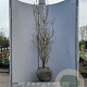 Cornus mas 150-175 cm met kluit
