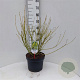 Cornus sericea 'Flaviramea' 80-100 cm 10L struik