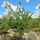 Crataegus laev. 'Plena' 300-350 cm draadkluit meerstammig