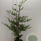Cupressocyparis leylandii 60-80 cm 3,0L