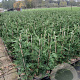 Cupressocyparis leylandii 60-80 cm 3,0L