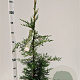Cupressocyparis leylandii 80-100 cm 3,0L