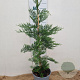 Cupressocyparis leylandii 80-100 cm 3,0L