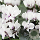Cyclamen coum 'Album' GM P9
