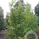 Davidia involucrata 350-400 cm draadkluit meerstammig op aanvraag