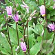 Dodecatheon meadia GM P9