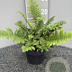 Dryopteris cycadina GM 2,0L