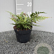 Dryopteris erythrosora prolifica GM 2,0L