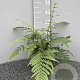 Dryopteris stewartii GM 2,0L