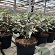 Elaeagnus ebbingei 30-40 cm 3,0L