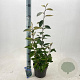 Elaeagnus ebbingei 30-40 cm 3,0L