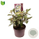 Elaeagnus ebb. 'Compacta' 30-40 cm 3,0L