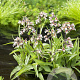 Epipactis palustris GM P9