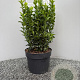 Euonymus jap. 'Green Spire' 30 cm 2,0L
