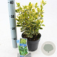 Euonymus jap. Marieke 20-25 cm 2,0L