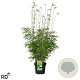 Fargesia rufa 80-100 cm 5,0L