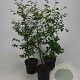 Fagus sylvatica 100-125 cm 5,0L