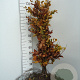 Fagus sylvatica 125-150 cm wortelgoed 1/2