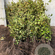 Fagus sylvatica 150-175 cm met kluit