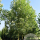 Fraxinus ang. 'Raywood' 12-14 HO draadkluit