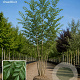 Fraxinus excelsior 700-800 cm draadkluit meerstammig