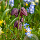 Fritillaria meleagris GM P9