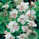 Geranium cant. 'Biokovo' GM P9