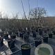 Gleditsia triac. 'Sunburst' 175-200 cm 50L