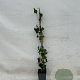 Hedera hibernica 80-100 cm rozenpot 2L