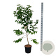 Heptacodium miconioides 100-125 cm 15L