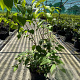 Heptacodium miconioides 80-100 cm 7,5L