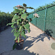 Hydrangea asp. 'Macrophylla' 60-80 cm 10L
