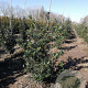 Ilex aquifolium 80-100 cm met kluit