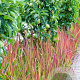 Imperata cylindrica 'Red Baron' GM P9