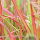 Imperata cylindrica 'Red Baron' GM P9