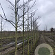 Juglans regia 14-16 HO draadkluit