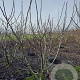 Juglans regia 200-250 cm draadkluit meerstammig